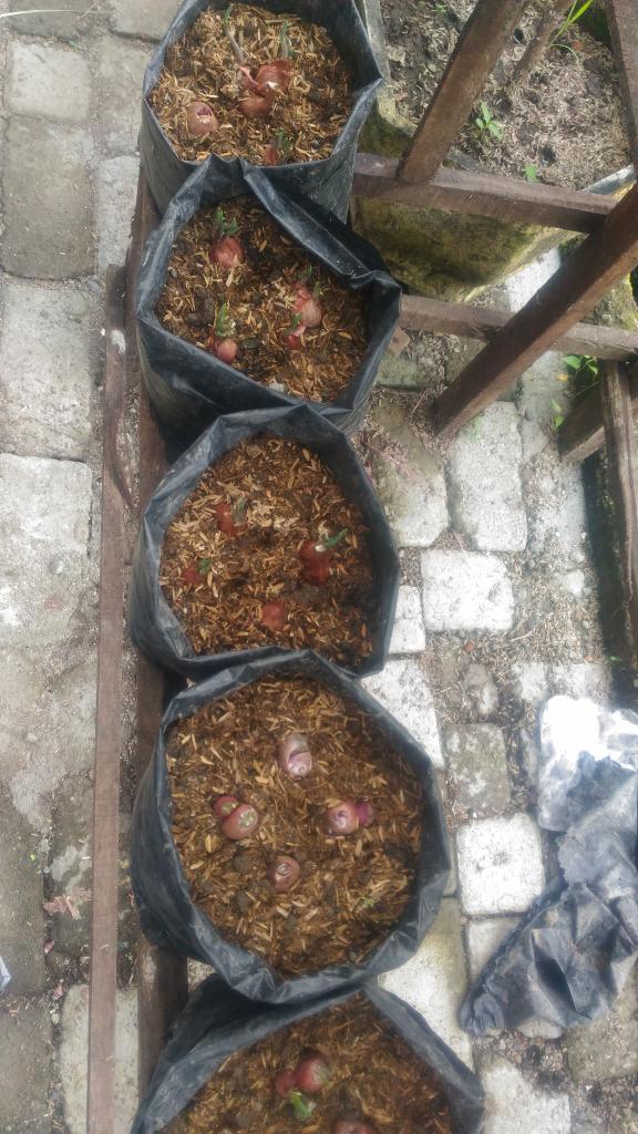 Organiponik's tweet photo. @bwangiberkebun. Bawang merah😍🌱 @IDberkebun 
#organiponikagrofarm #bwiberkebun #idberkebun #tanamserentakidb #watukebobwangiberkebun https://t.co/ONI4JsHJmO