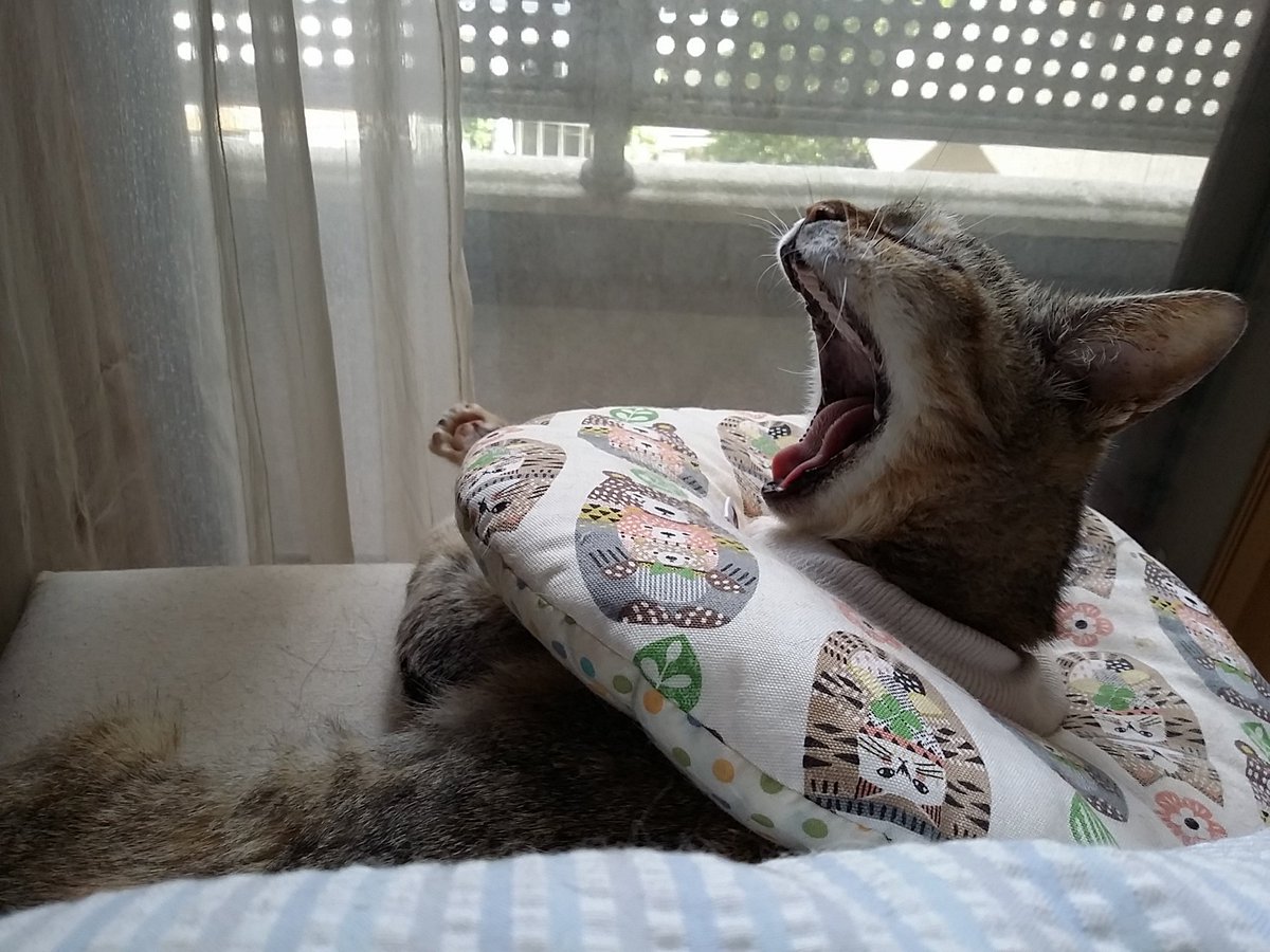 oldcatmoo's tweet photo. 目力の強い美少女めいは家に来てからずっと病院と切れず､落ち着いたと思ったら乳腺腫瘍｡克服したと思ったらホルネル症候群から脳腫瘍の疑い｡症状が出てきて口腔内へ進む悪性腫瘍と判明｡食道チューブで飢餓からは逃れる｡目標は桜🌸を見ること｡
#めいちゃん https://t.co/tSEujhpkBm