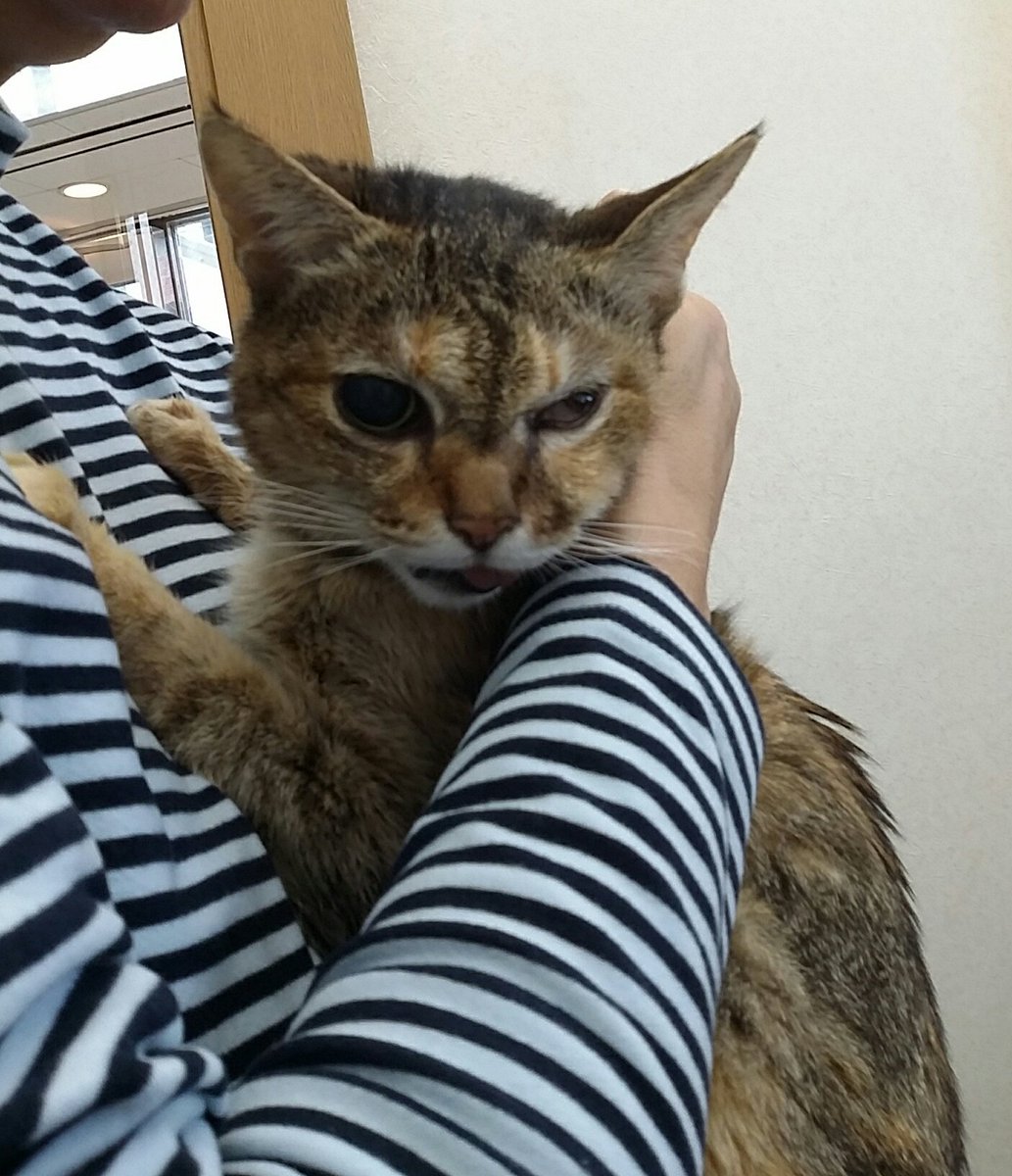 oldcatmoo's tweet photo. 目力の強い美少女めいは家に来てからずっと病院と切れず､落ち着いたと思ったら乳腺腫瘍｡克服したと思ったらホルネル症候群から脳腫瘍の疑い｡症状が出てきて口腔内へ進む悪性腫瘍と判明｡食道チューブで飢餓からは逃れる｡目標は桜🌸を見ること｡
#めいちゃん https://t.co/tSEujhpkBm