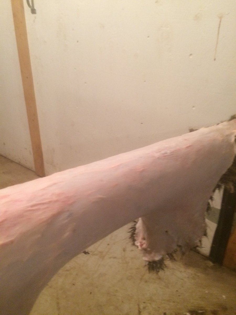 swenomatic's tweet photo. Start of a coon hat that came off my own property,washed it,fleshed it, salted it and gonna try to tan it in 2 days !! https://t.co/9wZQ1tp8yR