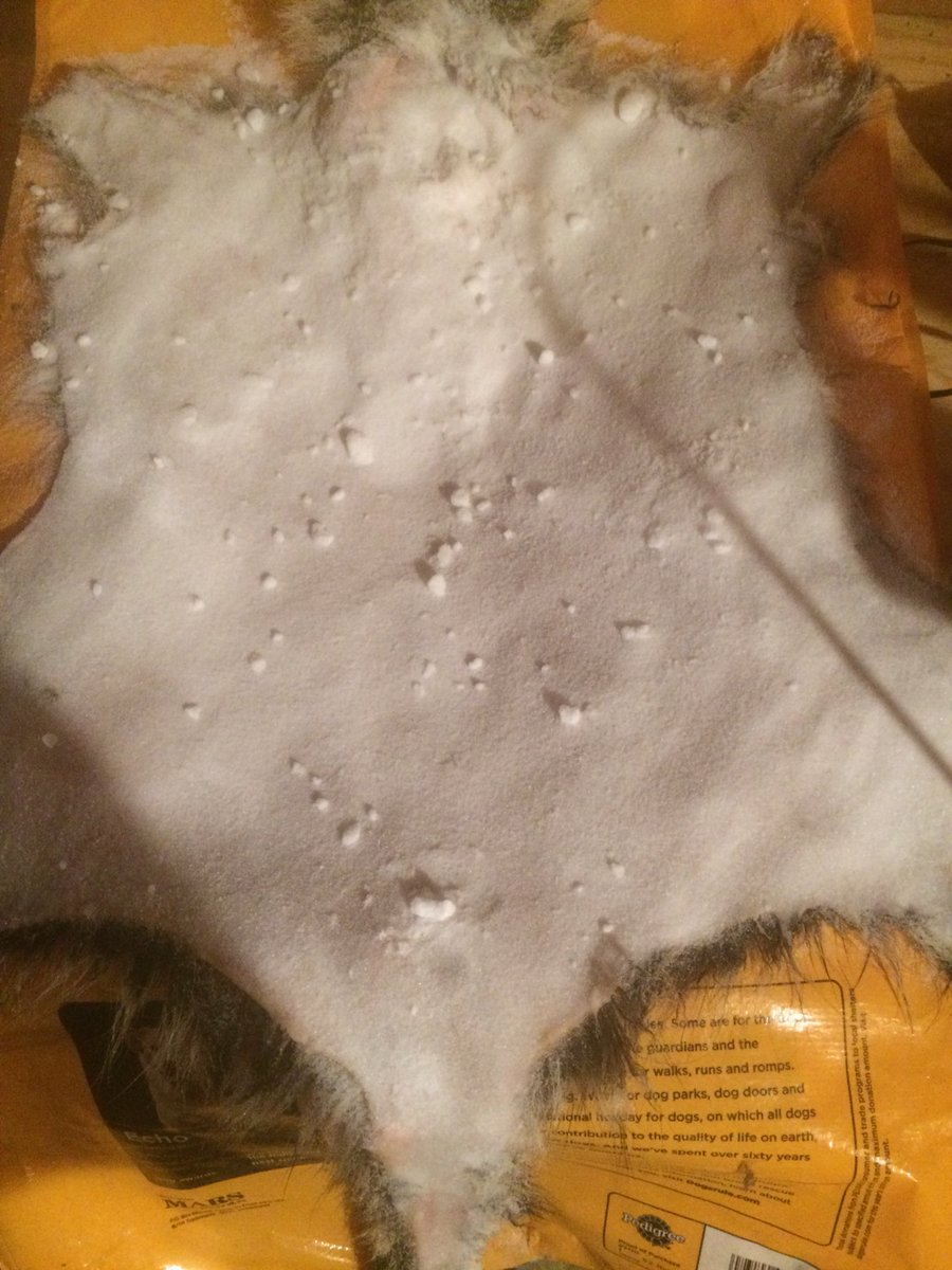 Start of a coon hat that came off my own property,washed it,fleshed it, salted it and gonna try to tan it in 2 days !!