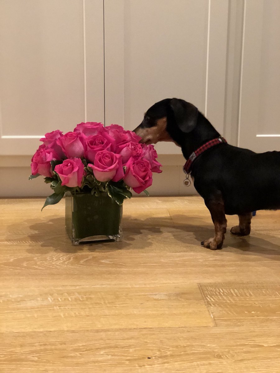 Happy Valentine’s Day everyone! #Valentines2018 #Dachshund