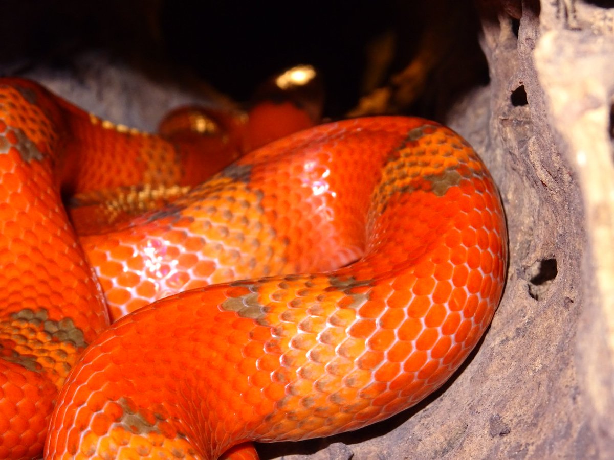 Snake_Dreams's tweet photo. Extreme Hypo #Lampropeltis abnorma
This girl is on fire! https://t.co/tzw5Hsk94N