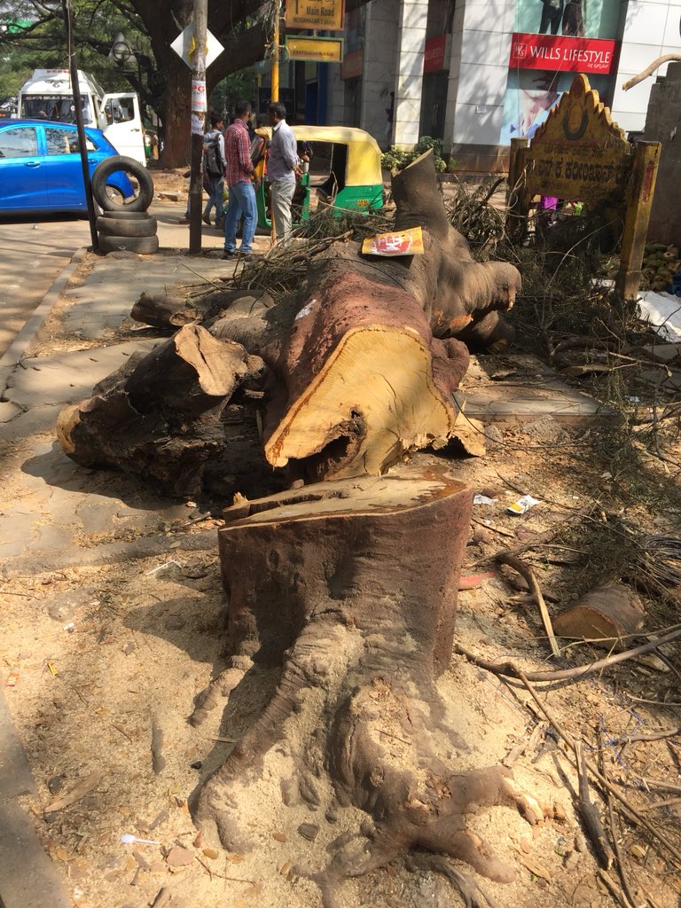 yogeeshgp's tweet photo. Tree cut on Indiranagar KFC signal bus stop. KTP amendment will make these scene very common . @icindngr @BBMP_MAYOR @BBMPCOMM1 @citizensforblr #DearMLAVoteNO2KTPAmendment ##MaraKadiBedi https://t.co/frjTXOXVlm