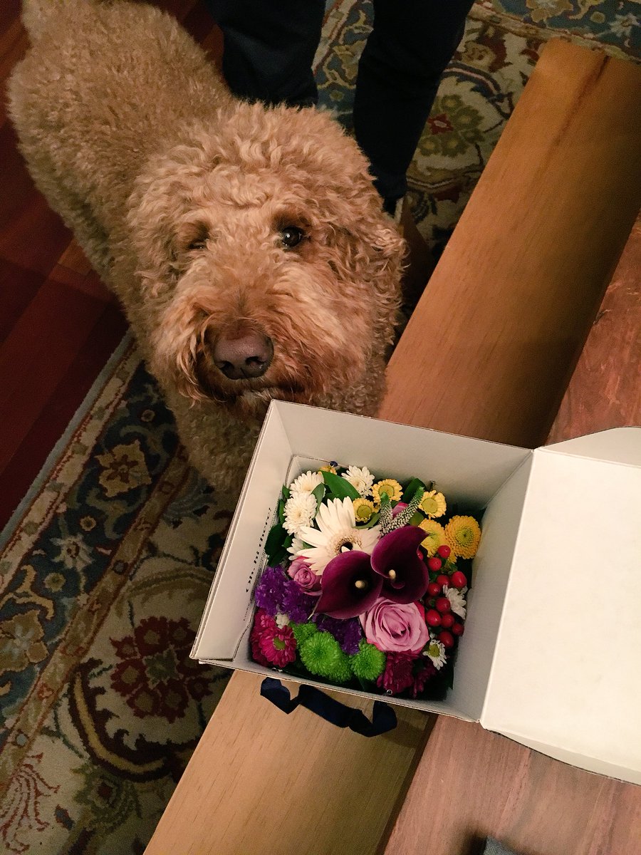 velocipede6's tweet photo. Got a fun #vday delivery of a gorgeous @SendUrbanStems flower arrangement from my parents - it arrived via bicycle! #bikedc #sendurbanstems #dcflowers #urbanstems #valentinesday https://t.co/4Q1MpsRP7G