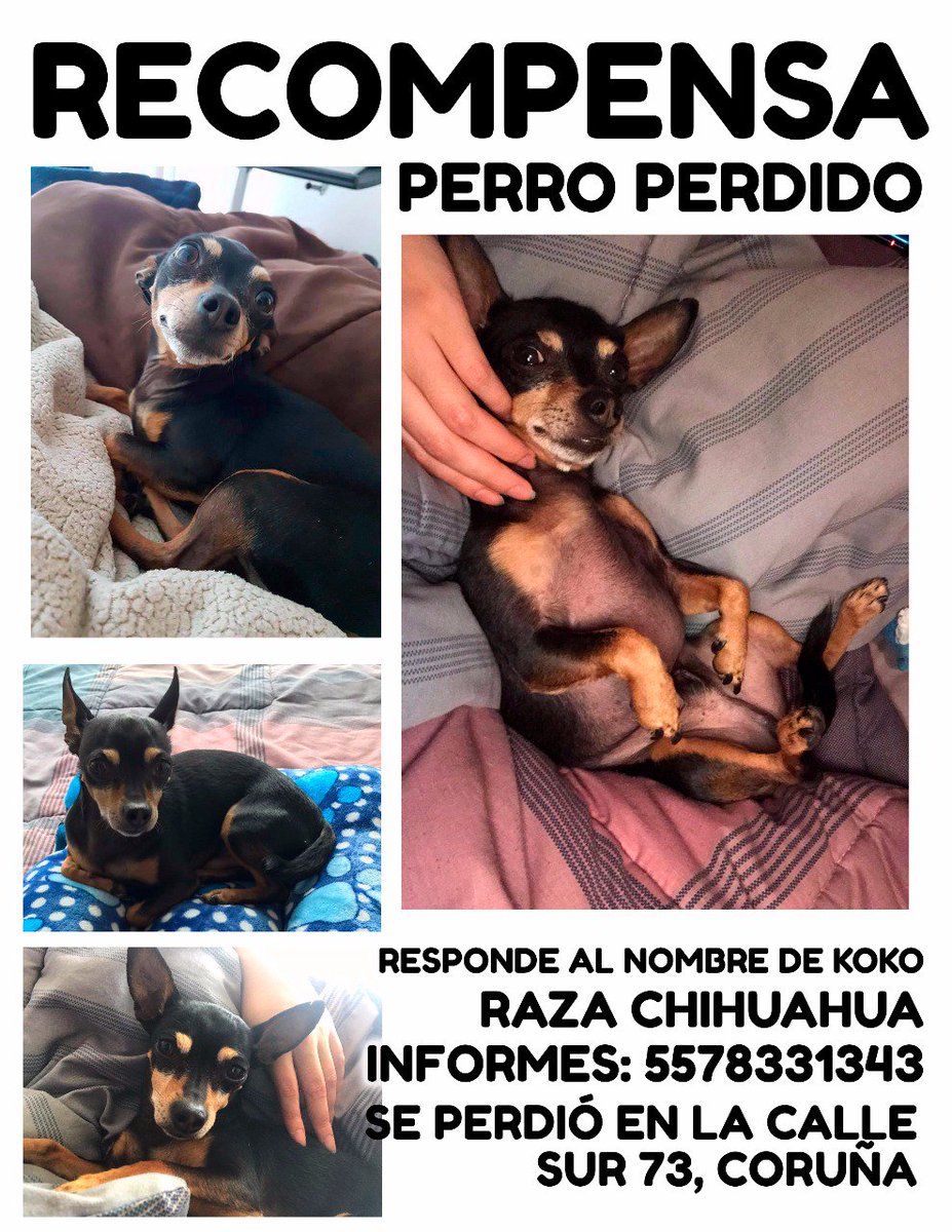 songodaniel's tweet photo. Si alguien vive por Metro Viaducto… se ofrece recompensa. 🐶🐶🐶 https://t.co/Lk65gNWytI