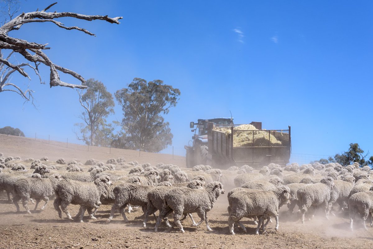 CTablelandsLLS's tweet photo. Almost 80 farmers attended our workshops this week to talk about the dry conditions we're facing and how to manage feed, weaning and animal health issues. We're currently planning more to reach more landholders! 
Pls get in touch if you wish to suggest a location #ctlls @llsnsw https://t.co/p98CobnnNG