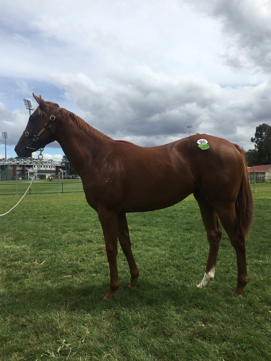 coffeyracing's tweet photo. Fortunate enough to purchase this ripping filly today off @Armidale_Stud through @mmsnippets Lot 96 Needs Further x Remember them, contact us and get involved https://t.co/XD50Dm6eZd