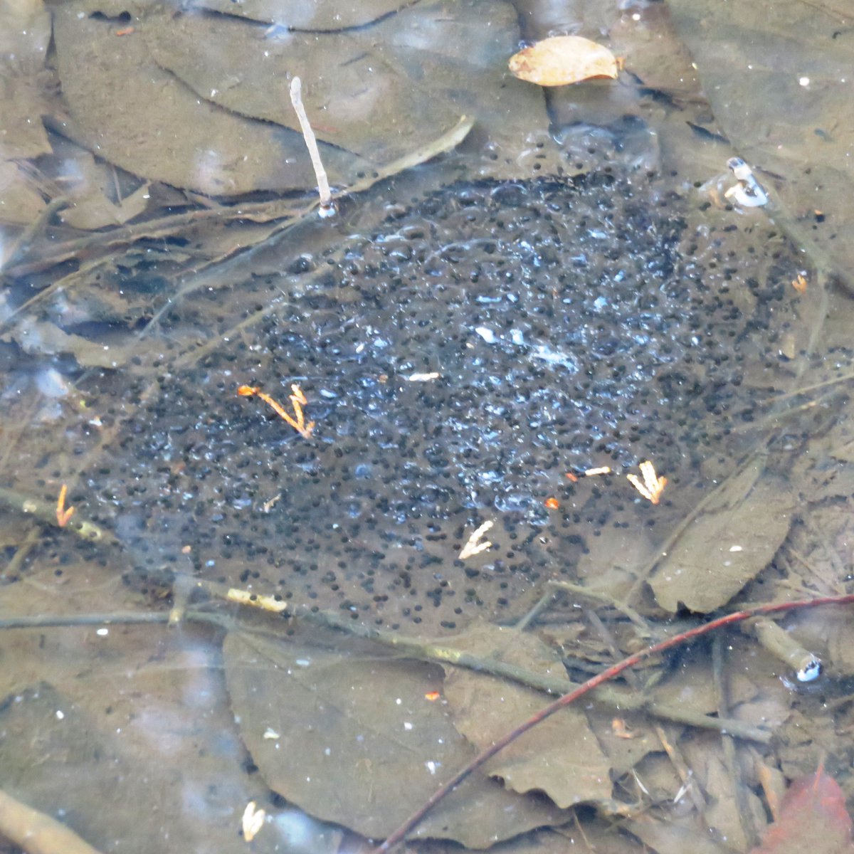 都立小山内裏公園 小山内裏公園 ようやく雪がとけてきてヤマアカガエルの産卵が始まり サンクチュアリ内の水たまりや休耕田で丸い 卵塊が見つかりました 昨年より26日遅いですが これでほぼ平年並みです 3月頃にはオタマジャクシになります 小山内裏