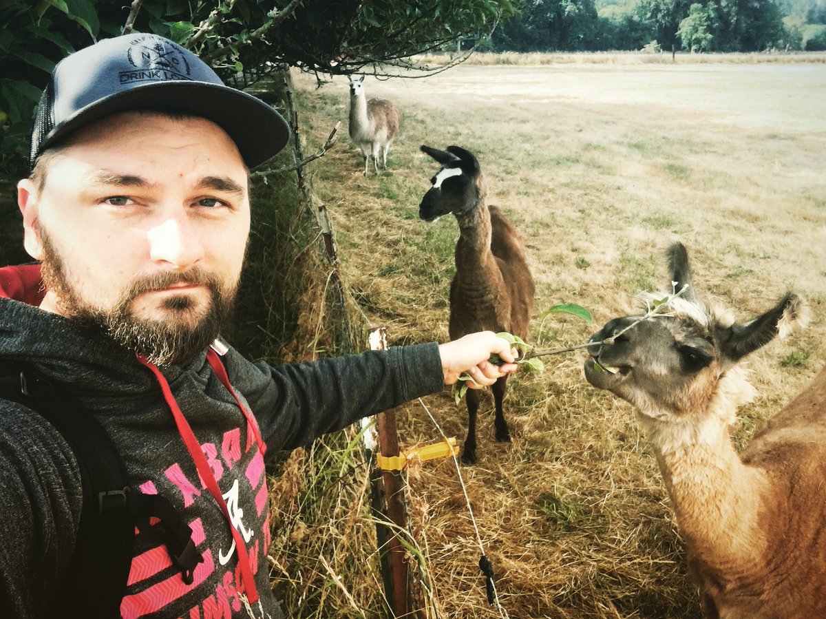 TheAdamChance's tweet photo. An alpacaโs friendship is entirely dependent on what you can do for the alpaca. Throwback to last summer on Sword Farm. #tbt #apacas #oregon #swordfarm https://t.co/RkVAMpafmh