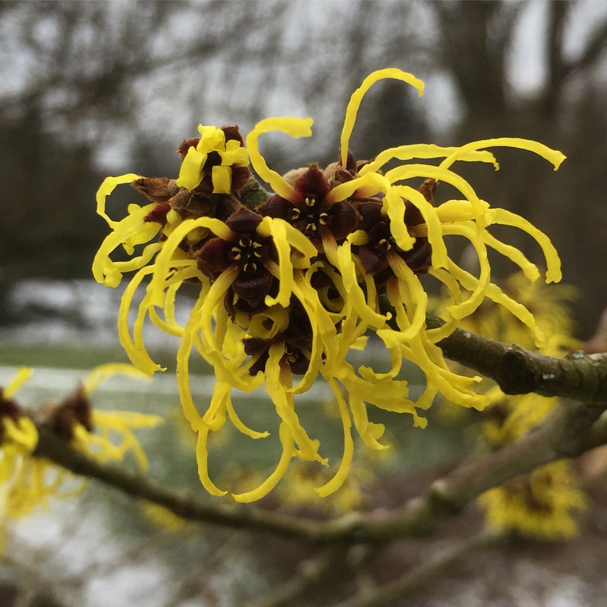 Hamamelis x intermedia ’Nina’