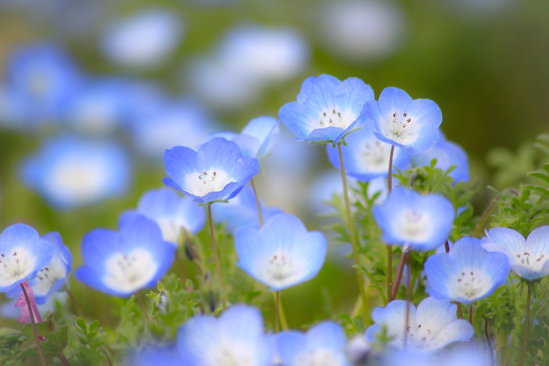 トコハナロジー ネモフィラ 空色の花 ネモフィラ畑は空を反射させたような美しさです 海外では赤ちゃんの青い瞳とも呼ばれています 花言葉どおり可憐な花 花言葉 可憐 あなたを許す どこでも成功 T Co 16gudo4uvn Twitter