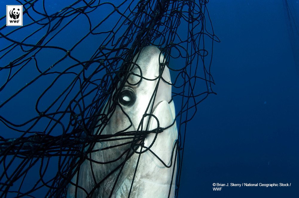 SamarindaUpdate's tweet photo. Food and Drug Administration (FDA), menemukan satu dari tiga sampel hiu yang diteliti mengandung tingkat merkuri yang melebihi ambang batas aman bagi manusia #SOSharks #ImlekBebasHiu #SharkWeek https://t.co/BhmtP0518J
