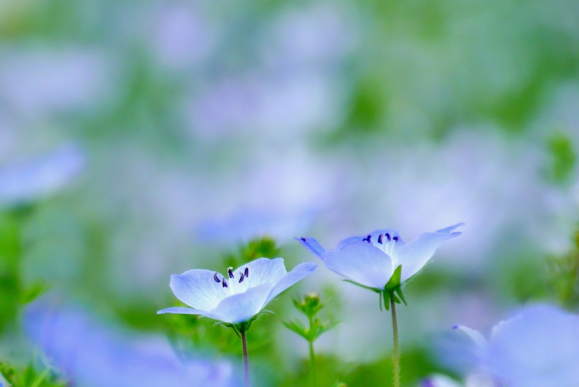 トコハナロジー ネモフィラ 空色の花 ネモフィラ畑は空を反射させたような美しさです 海外では赤ちゃんの青い瞳とも呼ばれています 花言葉どおり可憐な花 花言葉 可憐 あなたを許す どこでも成功 T Co 16gudo4uvn Twitter