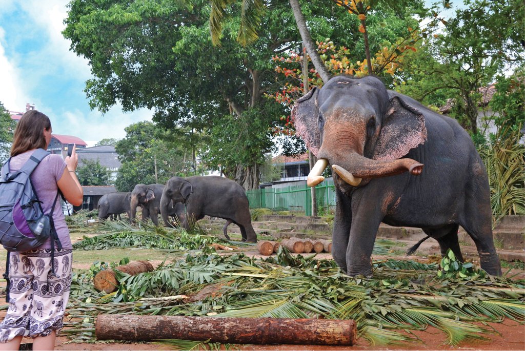 exploresl's tweet photo. The Majestic Stars Of The Perahera
https://t.co/S5Ah3EZL5k
#Majestic #MajesticStars #Perahera #Elephants #Jumbos #Tuskers #Animals #CulturalPageant #NavamMahaPerahera #ElephantGathering #Colombo #MustSee #Explore #Travel #ExploreSriLanka #SriLanka #ESL https://t.co/w1M7MC5SwT