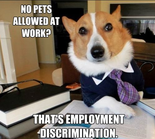 We DO NOT discriminate between pets and humans! That's why here's an opportunity to get your pets' professional game on (bet they can help you with your daily tasks in someway)! Join us on #PetPlayDay this Friday at GoWork and pamper them with a makeover while you work. #pets