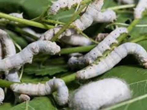 Paduan Cara Budidaya Ulat Sutera Step by Step Di rumah 
suksesbudidaya.com/2018/02/13/car…