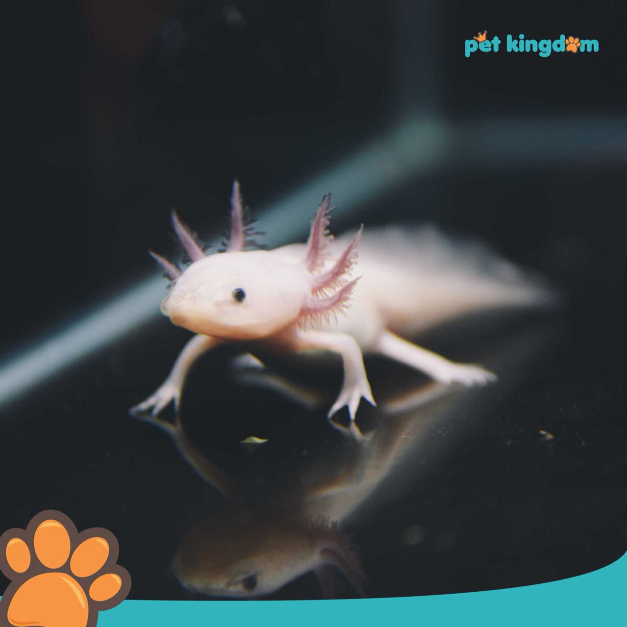 Pet kingdom cheap reptiles