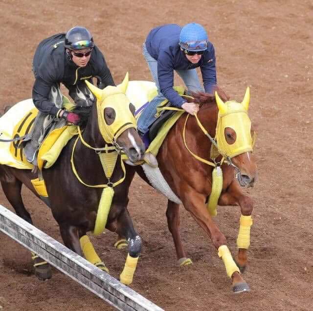Monsun2013's tweet photo. Sound in blue - German Champion Filip Minarik on 3time Gr. 1 Winner SOUND TRUE - morning gallops in Japan #havefun #racing #germanracing #champion #soundtrue #japanracing https://t.co/7JhnefTwlA