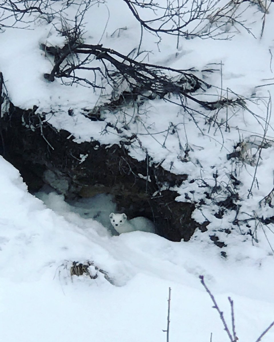 trvlstrls's tweet photo. Precious Valentine's Day moment shared with this little one during my ski trip today. Beats gifts and flowers if you ask me! #HikerChat #GetOutdoors #skichat #wildlife https://t.co/2KfBdHaqpJ