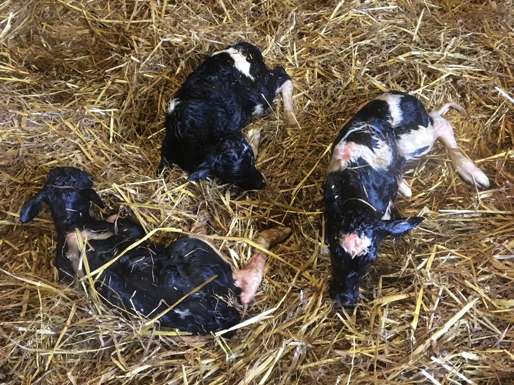 peko_Customer's tweet image. Triplets just born, two heifers and a bull, only 5 minutes old and bawling for milk already. #calving18 #februdairy 

Really hoping the heifers will be fertile but am v happy in any case 
Cc @irelandsfarmers