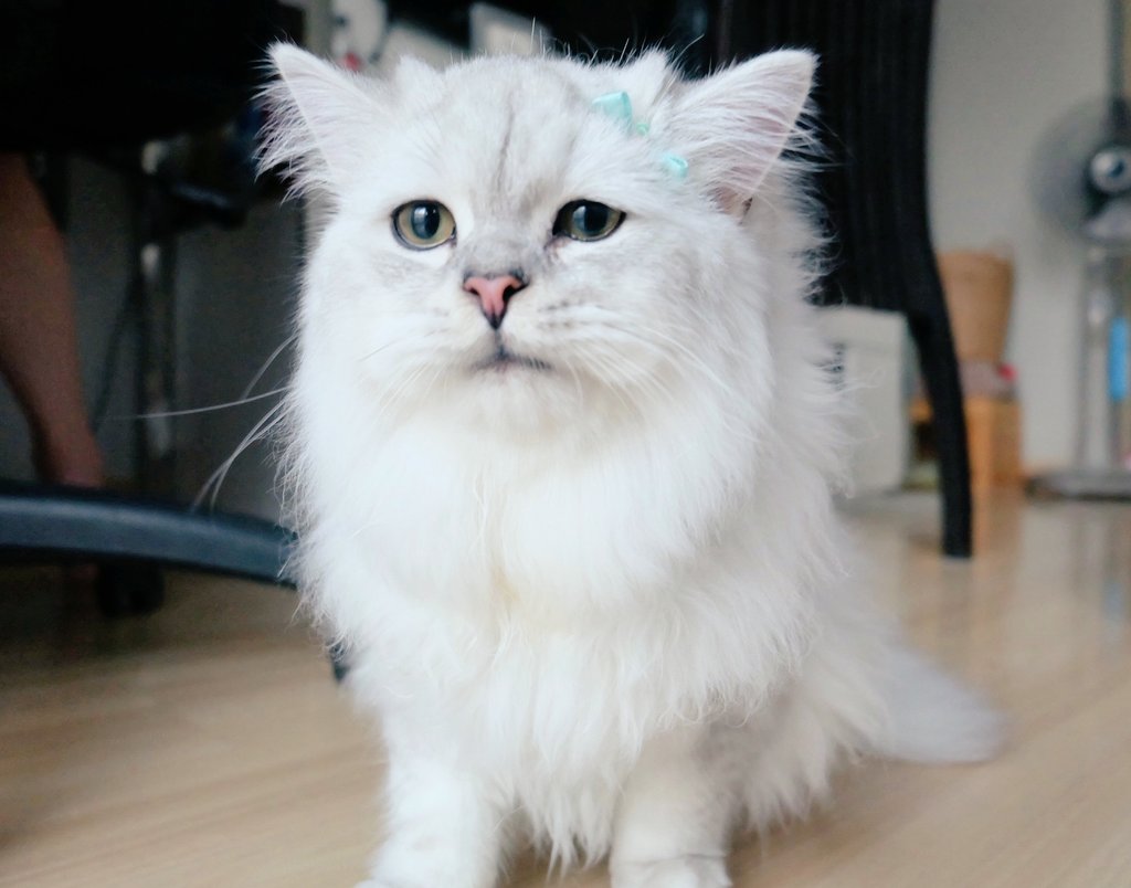 Bonusiie's tweet photo. วันนี้แม่แมวใจดีมีอั่งเปามาแจกทาสทั้งหลายจะใช้มือถือเครื่อข่ายไหนก็มากดรับได้ จงเอาเงินไปเปย์ขนมเจ้านายกันให้หมดด

เมนชั่นรูปเจ้านายมา(ไม่จำกัด) ที่คิดว่าน่ารัก,ตลกที่สุด พร้อมติด #TrueMoneyเสี่ยงทาย ใครถูกใจจะ DM ไปแจกอั่งเปาเลย มาเล่นกันๆ 

ปล ยอดรีครบ 999 สุ่มแจกอีกต่อไปเลยจ้า https://t.co/th4UKB1k11