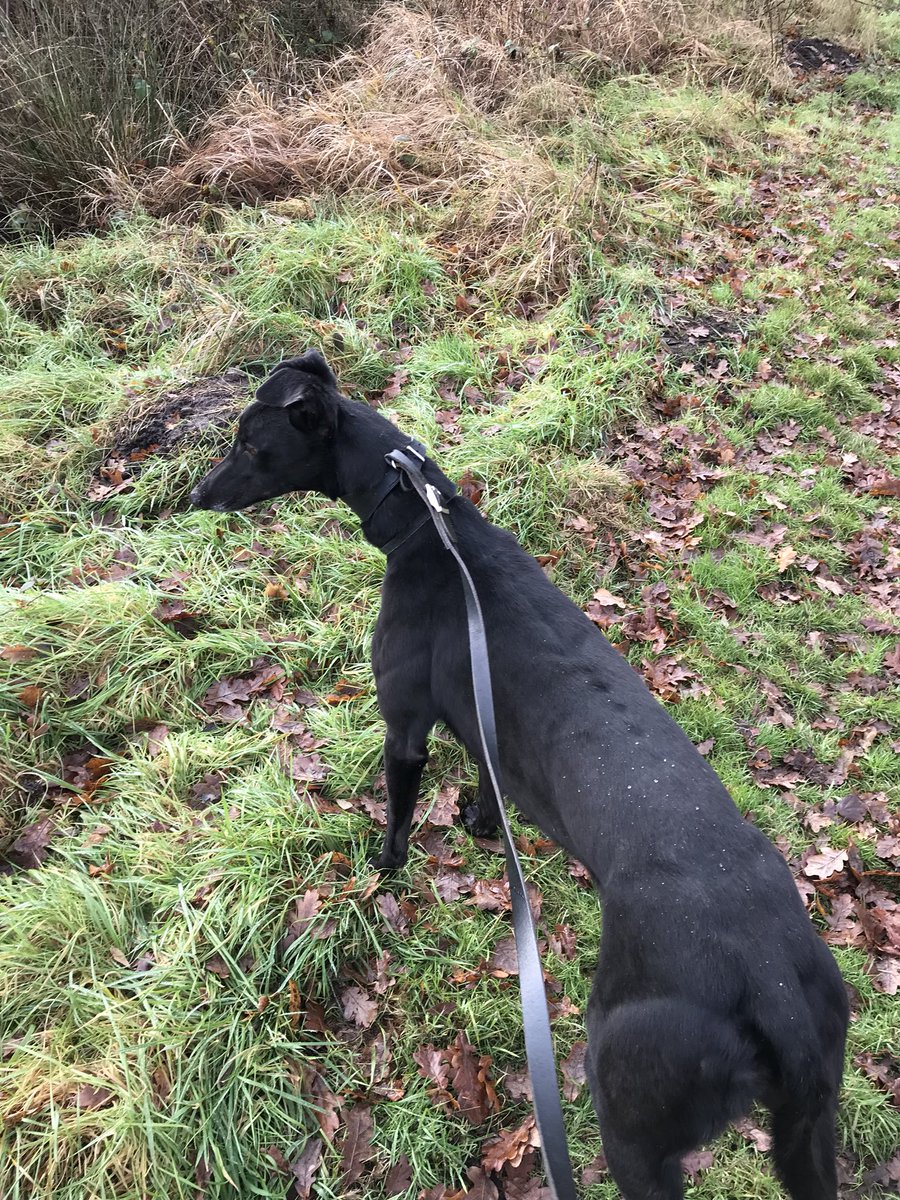 pistonbroke167's tweet photo. 🍀Good Luck to my team all running tonight @HoveGreyhounds ! 🍀 🤞💥 #GoNelly #GoUmu #GoPeanut https://t.co/uxCcDoAxSc