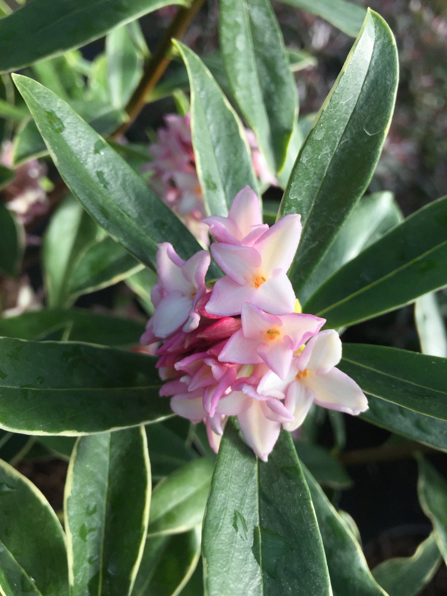 #Daphne odora Aureomarginata flowering their socks off today. They're funking out the entire glasshouse with the most wonderful delicious scent you'll ever smell. #winterflowers #winterinterest #scented #gardening #AVlist