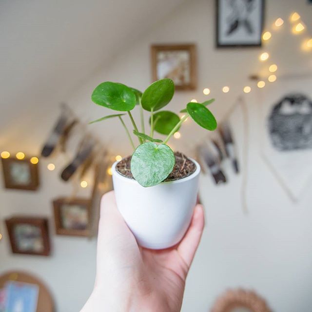 Another addition to the plant fam 🌿
_____________________________________________________
#getoutside #flowers #flower #abmlifeiscolorful #beautiful #thefloralseasons #flowergirl #thatsdarling #slowliving  #pilea  #pileapeperomioides #plantlover #flo… ift.tt/2EuG6pK