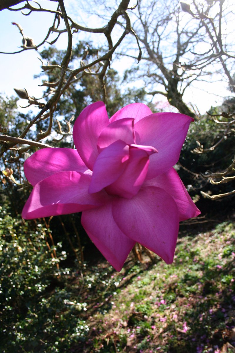 Trewidden Garden tweet media