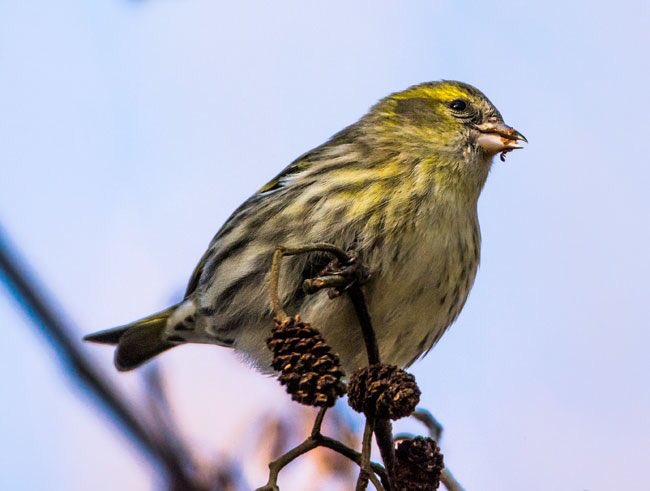 Siskin, Strathclyde Park, Motherwell.
