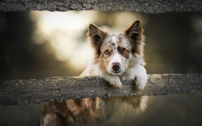 Takeru Shashino 豪州羊飼い犬 白茶犬 オーストラリア かわいい動物たち フェンス 犬 T Co Lhenr0oaww動物 豪州羊飼い犬 白茶犬 オーストラリア かわいい動物たち フェンス