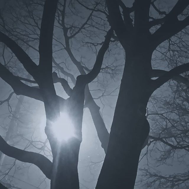 wingspell's tweet photo. Even on such a beautifully gloomy night, inner light. #fog #gnarlytrees #shadowsandlight #naturephotography #night #happy #darkness #darkromantic https://t.co/6YzEc9Y4wW https://t.co/aE4Q6vGqM9