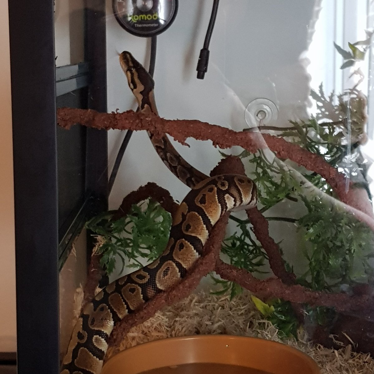 loreal7288's tweet image. #fireballpython little Julie