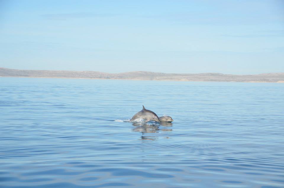 The Kornati National Park is often mentioned as "nautical paradise" in tourist publications. And really, in "slalom" sailing through the 89 unforgettable islands, islets and reefs in the Kornati National Park, you will test all of your nautical skills ⛵️⛵️
#CroatiaFullOfLife