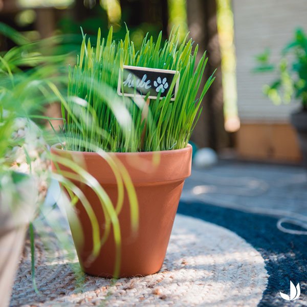 Truffaut Les Chats Adorent La Verdure L Herbe A Chat La Lavande La Menthe Ou Le Thym Sont Des Plantes Qu Il Adore Et Nous Aussi Retrouvez Nos Plantes