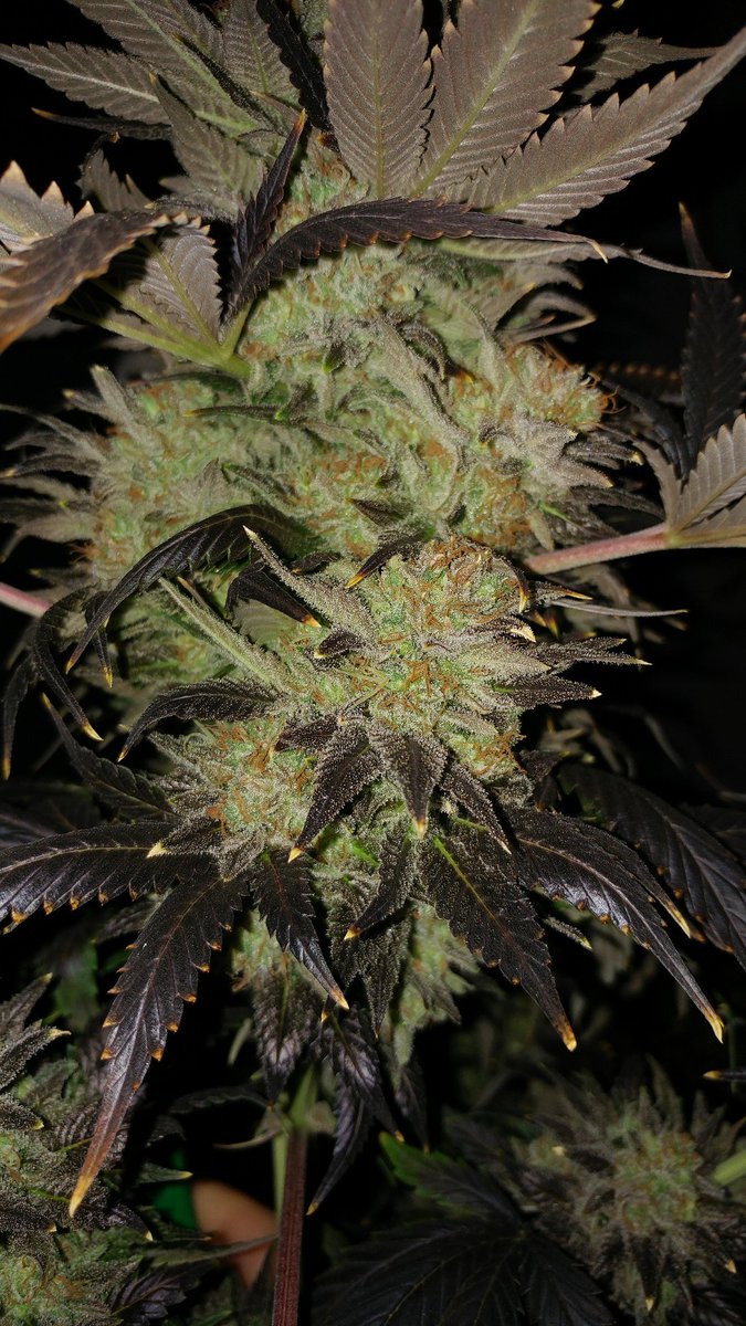MadGreenz's tweet photo. The girls are coming along nicely!

#MedicalMarijuana
#MadGreenz
#MadGreenMedicinal
#Hempire https://t.co/INAGfMqjTM