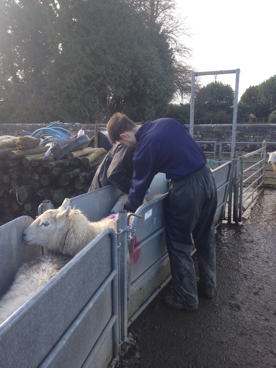 Vaccinating at gelli aur! @ColegSirGar #agri #sheep365 <a href="/Maryr10Mary/">Mary Richards</a>