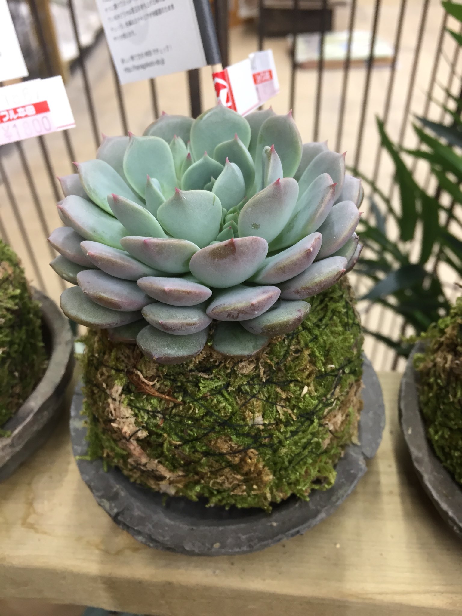 ジョイフル本田 ガーデンセンター ガーデンセンター幸手店 埼玉 多肉植物売り場でおもしろ商品発見 多肉植物の苔玉 ありそうでなかった商品ですよね T Co Venpqjt7tc Twitter ジョイフル本田 ガーデンセンター ガーデンセンター幸手店 埼玉 多肉植物売り場でおもしろ商品発見 多肉植物の苔玉 ありそうでなかった商品ですよね T Co Venpqjt7tc Twitter