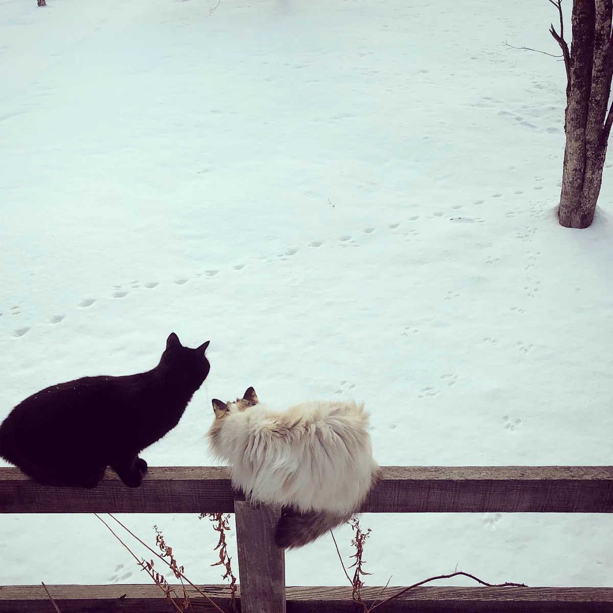 ふかふかの雪につく足跡ｗキツネとリスの追いかけっこが見える画像が可愛すぎる！