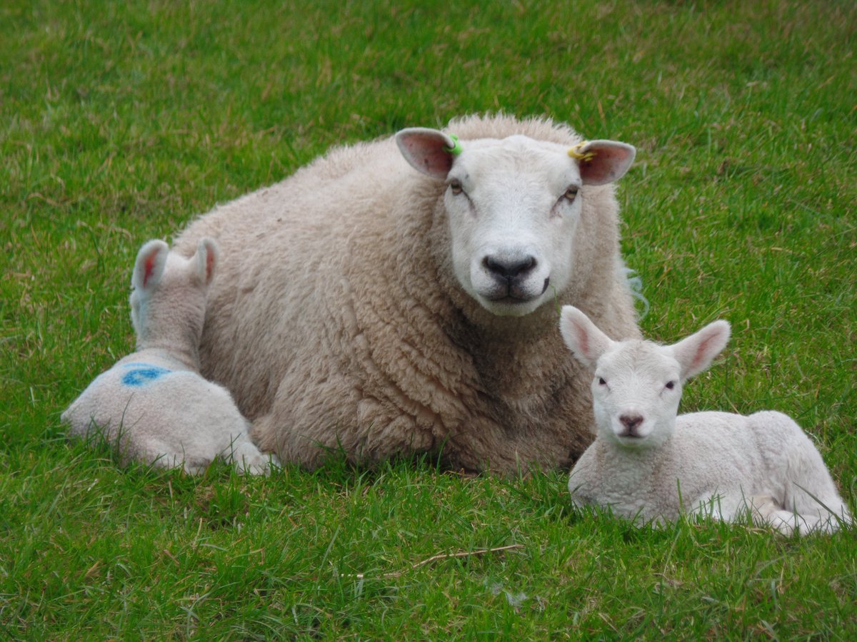 Are your flock's nutritional requirements being met? Good ewe nutrition is important for healthy lambs, good colostrum and milk production. For further information on ewe nutrition and our sheep range please call us on 015242 63139 #Lambing2018 #Sheep