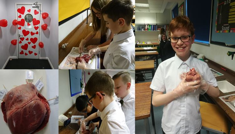 Windsor_Tweets's tweet photo. This week in science club we discovered how the heart works and dissected a pigs heart. We ❤ science!! Year 7 and 8, join us Wednesday 28th February in room S5 and experience our #planetarium. #space #heartdissection #science #scienceclub #joinin #itsfuntoo https://t.co/xXv2BwmYnJ
