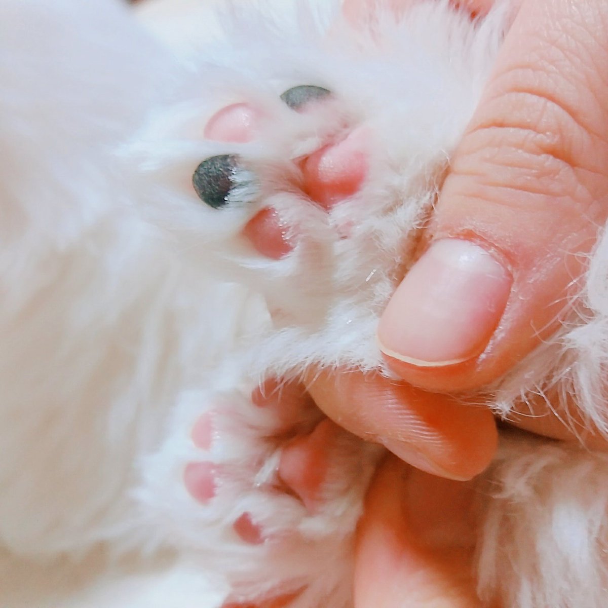 WhiteSpring_128's tweet photo. 발꾸락🐾 모음집 https://t.co/kaxh5aGMHW