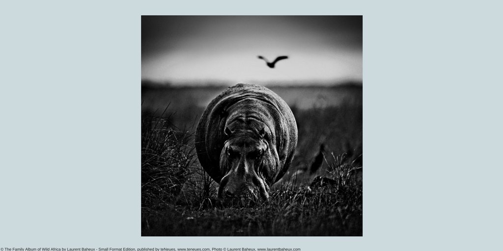 Happy #NationalHippoDay! Unfortunately, these majestic animals belong to the long list of endangered species. <a href="/laurentbaheux/">Laurent Baheux Photo</a> shot this image for his book “The Family Album of Wild Africa”, to remind us of how important it is to save these animals and our planet! 🌍