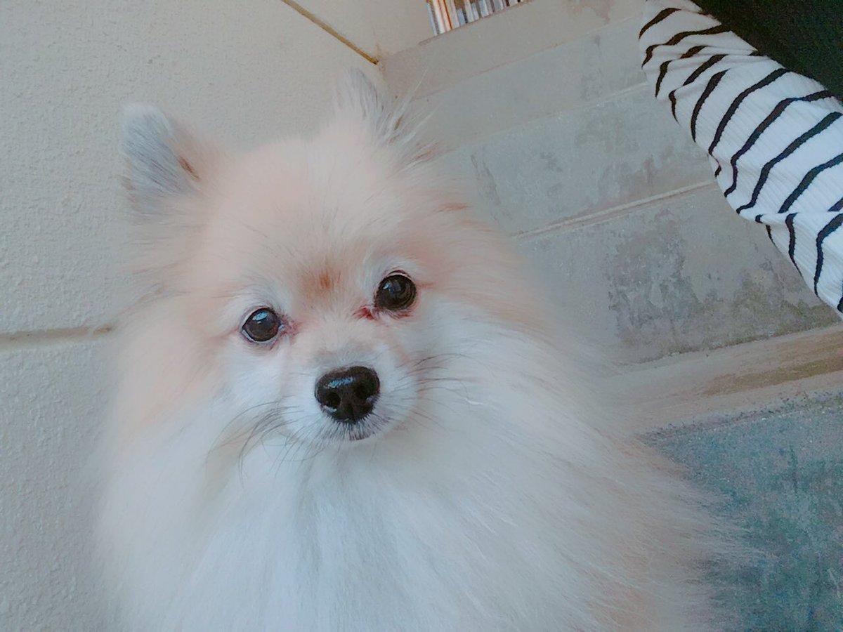 Lyru_xx's tweet photo. あんなもカメラ目線のツーショットが撮れるのは10回に1回だからレアなんだけど距離感が私たちの信頼関係を表しているね友達10年目いぇい😆👏🏻 https://t.co/7hlV5JOGeX