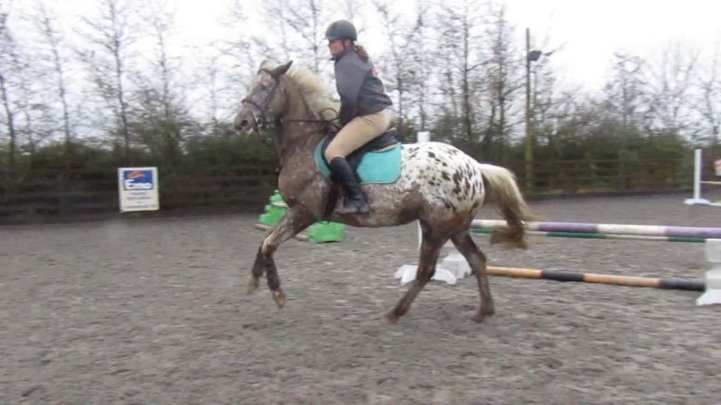 NBWblog's tweet photo. Am I the only one who constantly wonders whether my horse is in pain or just acting the maggot? #horsebloggers #horsehour #horsechathour #247equestrian #equinehour #horsequestion https://t.co/7L6eW6UFgb https://t.co/wj7s4ubYCC