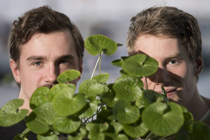 Fyrirtækið Jurt Hydroponics fór í gegnum Startup Reykjavik 2015 og er nú annar tveggja framleiðenda wasabi í Evrópu 🌱
Fyrirtækið stefnir á að hefja útflutning á þessu ári. Viðskiptahraðallinn hefst þann 11. júní 2018, opið fyrir umsóknir á startupreykjavik.is 📬 #startuprvk
