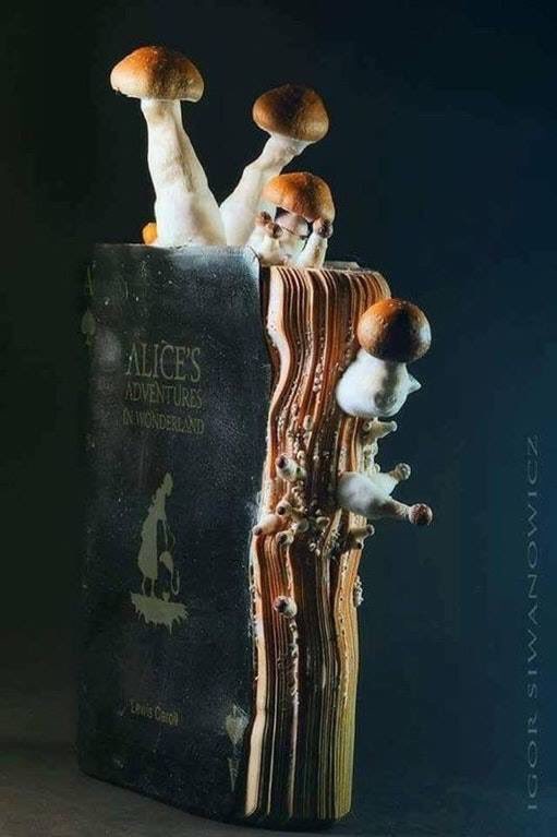 SelineSigil9's tweet photo. This copy of Alice in Wonderland was posted on Reddit, due to water damage it's grown spores and has actual mushrooms growing out of it. Sad, yet strangely fitting. #folklorethursday https://t.co/25yetPhfc2