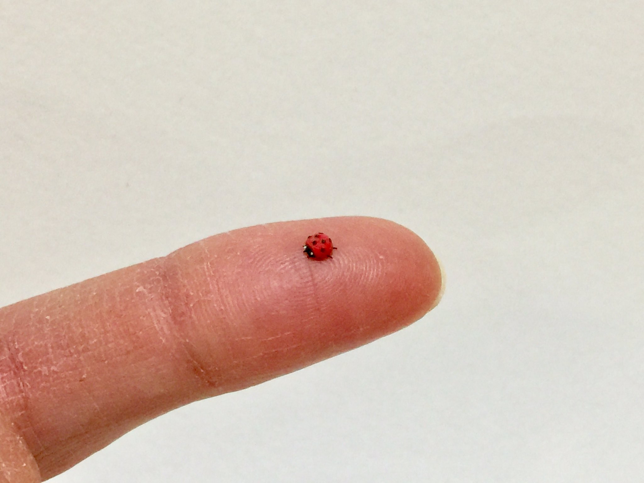 てんとう虫をモテーフにした今も色あせないミュージック