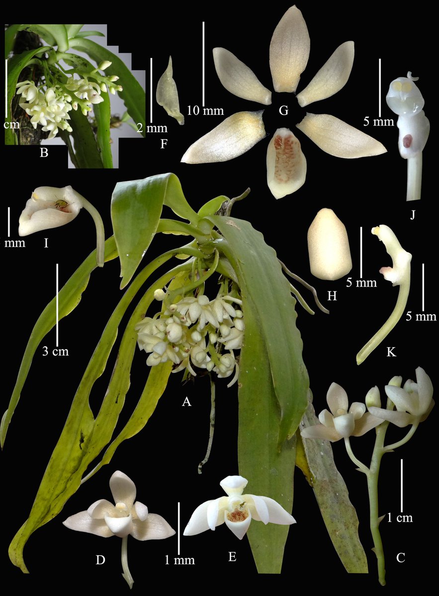 Record of the #endemic orchid #Biermannia jainiana (Asparagales: #Orchidaceae: Epidendroideae) from its type locality, India. 
#JoTT #conservation #biodiversity #openAcees #10Years
Authors: Krishna Chowlu & Jeewan Singh Jalal
 doi.org/10.11609/jott.…